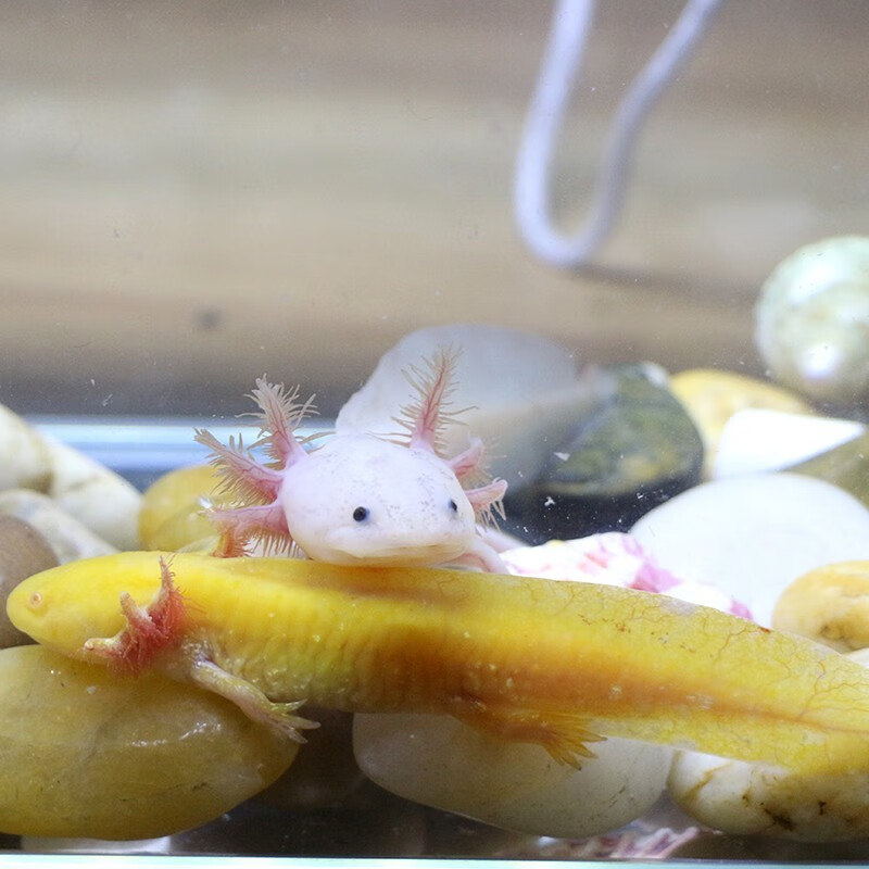 麦叮卡六角恐龙鱼苗宠物冷水观赏鱼淡水鱼黄金龙1条1417cm