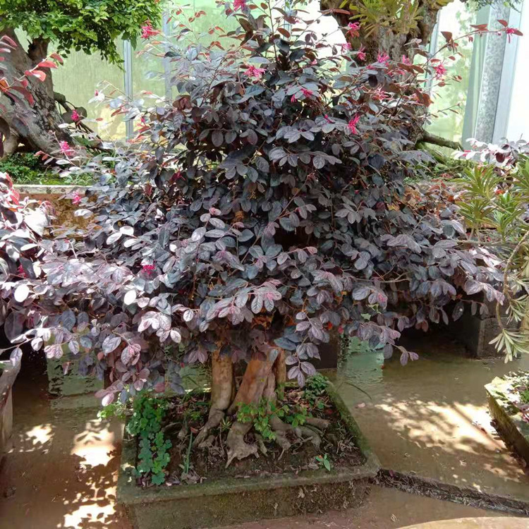 红花檵木造型树别墅庭院地景红花继木老桩盆景原盆原土一物一拍 1.