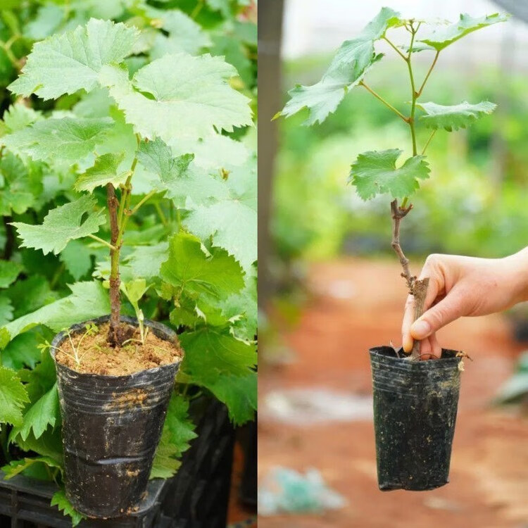 巨峰葡萄苗夏黑爬藤葡萄树苖果树苗南北方种植盆栽当年结果鲜活苗