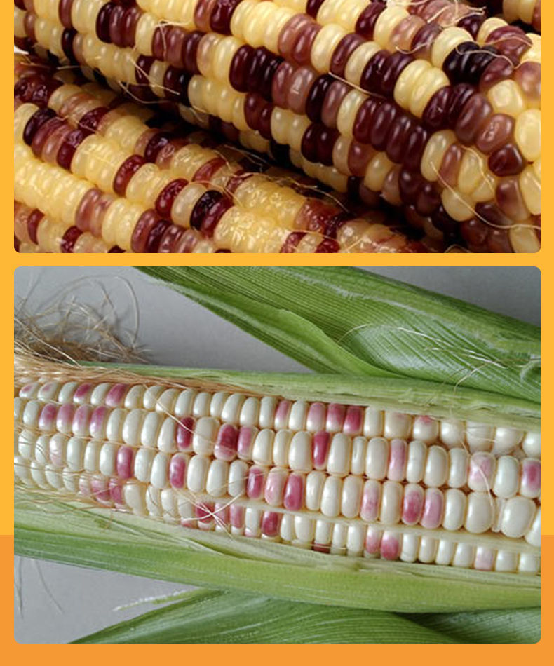 贵妃鲜苏北花糯玉米彩色紫色新鲜现摘农家甜糯玉米生水果玉米棒带皮 5