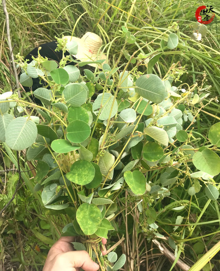 伟博金钱草中草药广西大小叶金钱草茶广金钱草冲剂 广金钱草500g【买