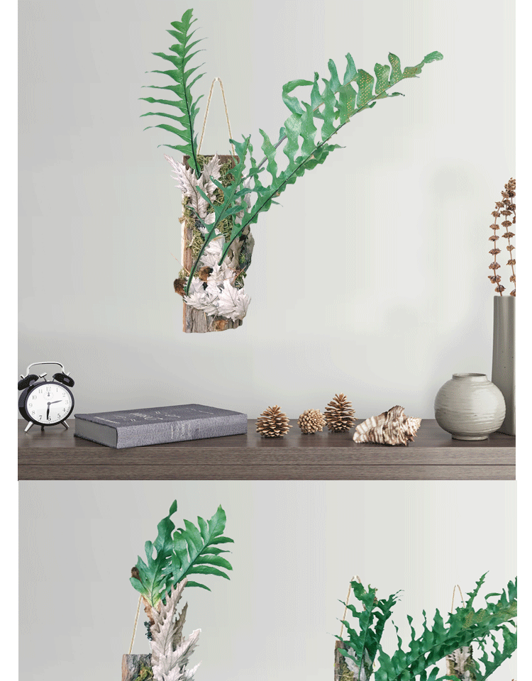 槲蕨蕨类植物挂墙盆栽小天使绿植好养活花卉室内阳台造景杉木桩槲蕨长