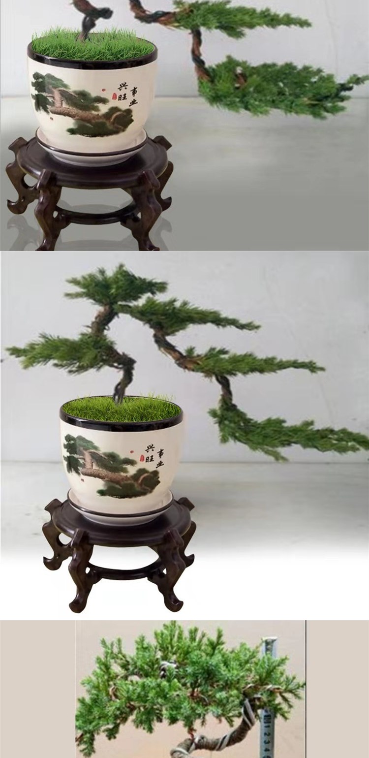 迎客松盆景真树小办公室摆件客厅盆栽四季长青绿植好养黄山迎树苗 3片