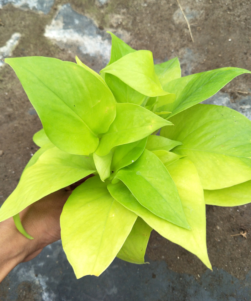 雪花葛白金葛盆栽桌面盆栽陽臺綠植四季常綠虎雀a大葉銀斑葛含盆