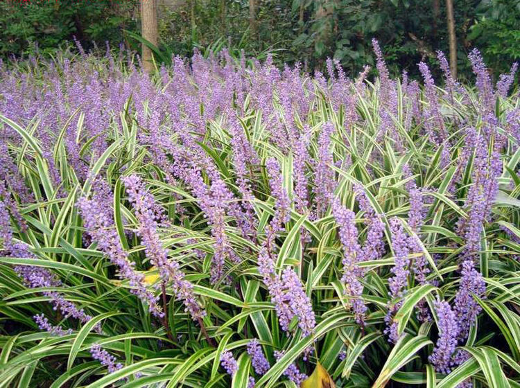 金边麦冬草籽日本矮玉龙草大细金宽叶麦冬草种子qcdd 细叶麦冬草种子1