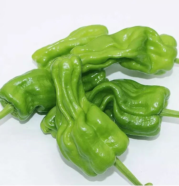 早熟薄皮辣椒种子四季播蔬菜种籽孑庭院大田阳台可盆栽皱皮辣椒籽薄皮
