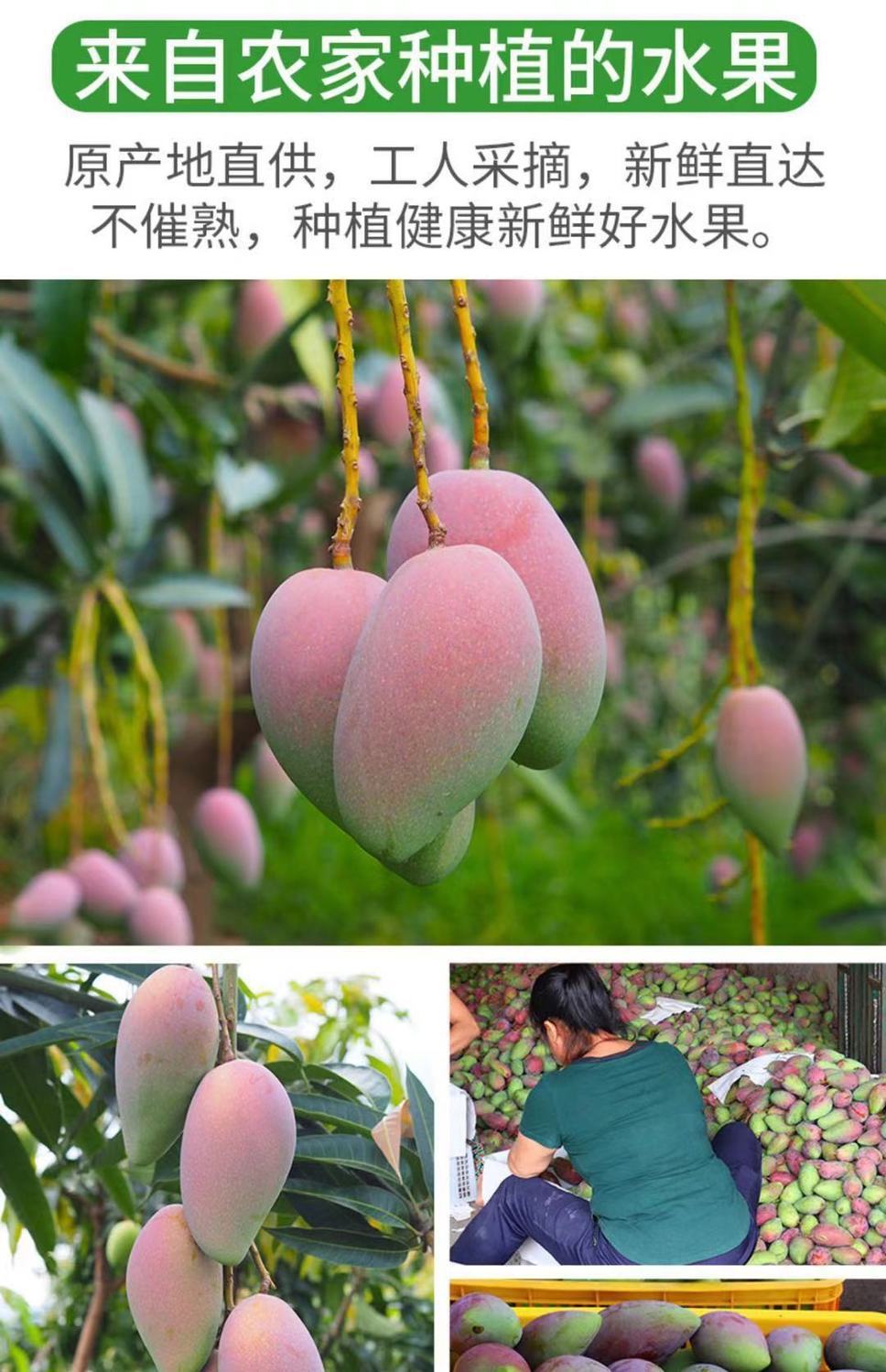 现摘海南贵妃芒果新鲜应季水果5斤 大果3斤