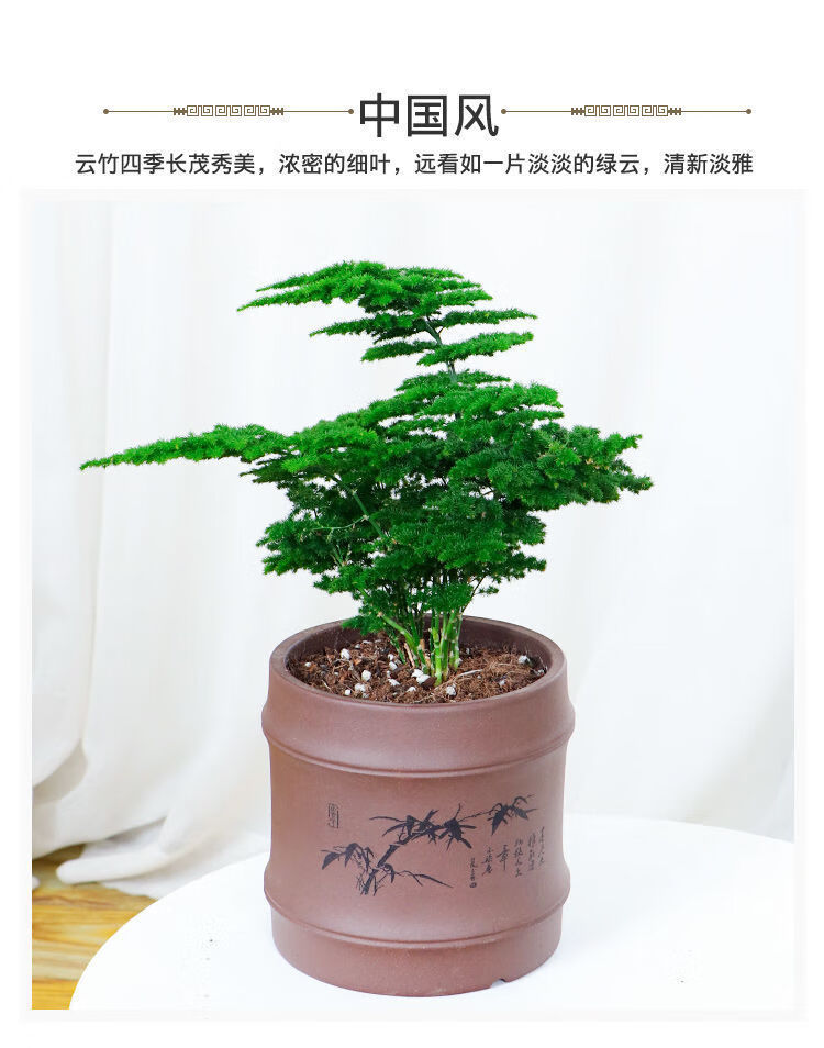 唐山文竹唐山矮化云竹假山盆景办公室内桌面小盆栽好养绿植云竹1颗