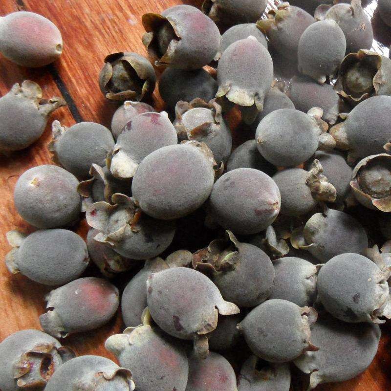 药声录 山捻子山捻子干中药材桃金娘岗菍山菍多莲稔子树泡酒料 500克