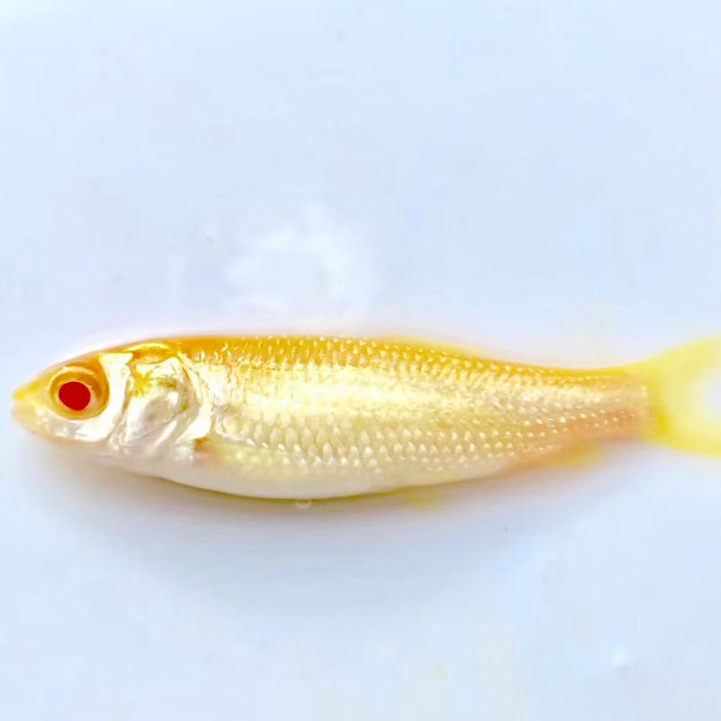 荣郁 金草苗赤目金丝鲩鱼黄金鲩鱼苗活体观赏鱼淡水易活养殖 专用鱼粮
