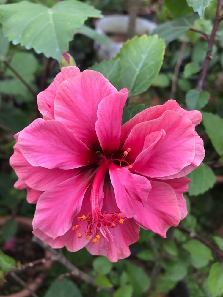 扶桑牡丹重瓣盆栽大红花 阳台庭院色彩鲜艳 常绿植物 2年—3年重瓣