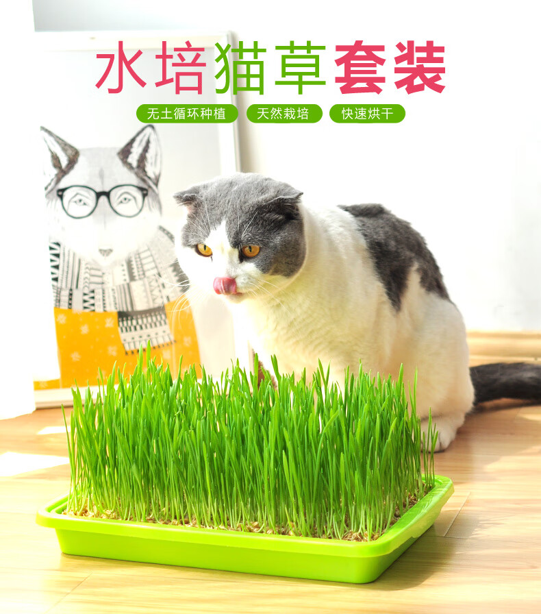欢动猫草水培猫草种子天然猫草种植套装猫咪零食猫咪化毛去毛球猫草种籽水培猫草套装大号 颜色随机 图片价格品牌报价 京东