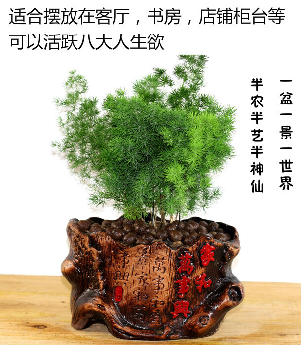 生肖猴蓬萊松盆栽客廳猴年室內植物盆景耐寒植物四季常青蓬萊財旺四季