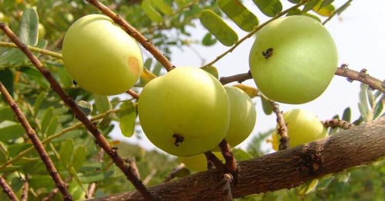 余甘子粉 超细粉余柑子 滇橄榄 油柑子磨余甘子粉 余甘子生粉 余甘子