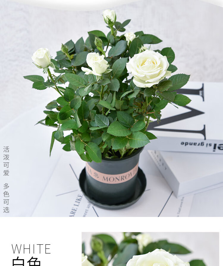 玫瑰四季开花带盆栽好观花植物室内阳台庭院花卉绿植一代佳人8棵带