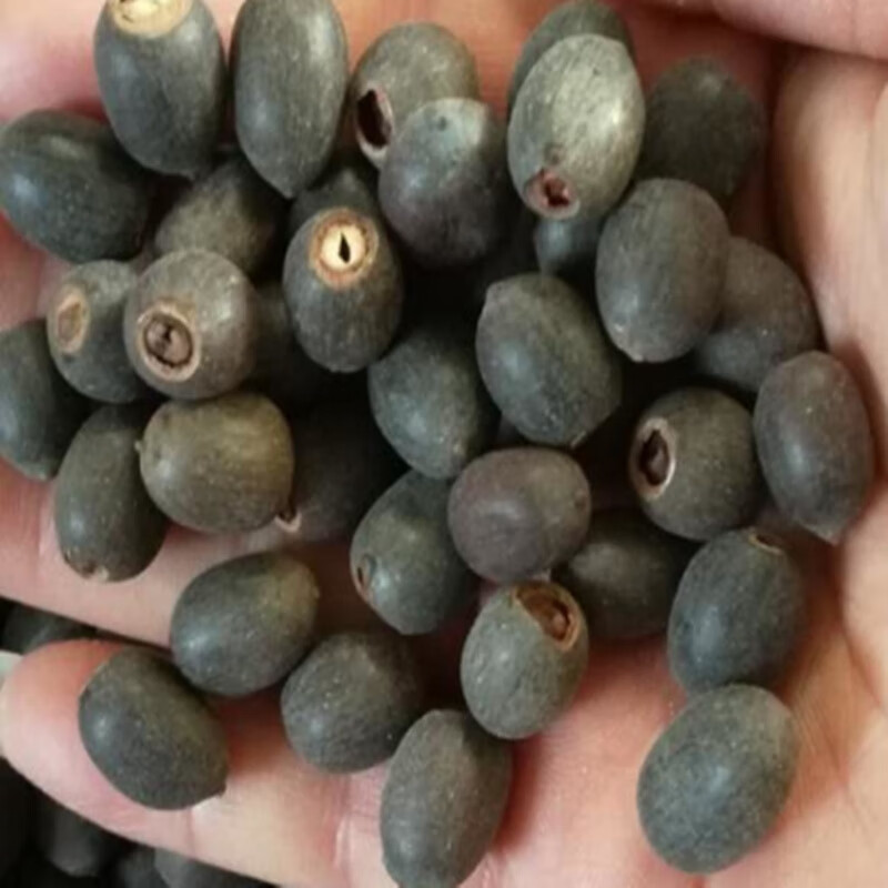 大型荷花种子莲藕种子粉藕脆藕深水藕浅水藕种藕根食用藕睡莲碗莲