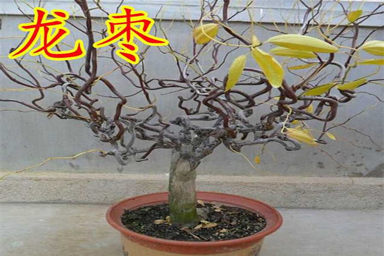 龍鬚棗樹盆栽盆景蟠龍樹樹苗南北方種植新奇植物 十公分 81cm(含)-110