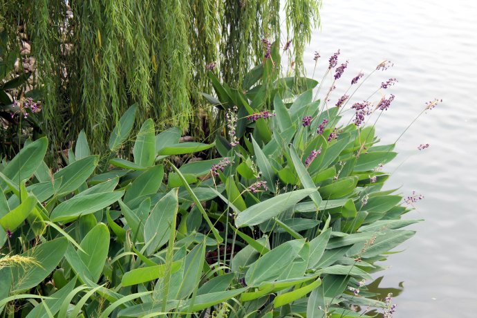 再力花苗種子水生花卉植物池塘綠化人工溼地挺水植物淨化水質花卉再力