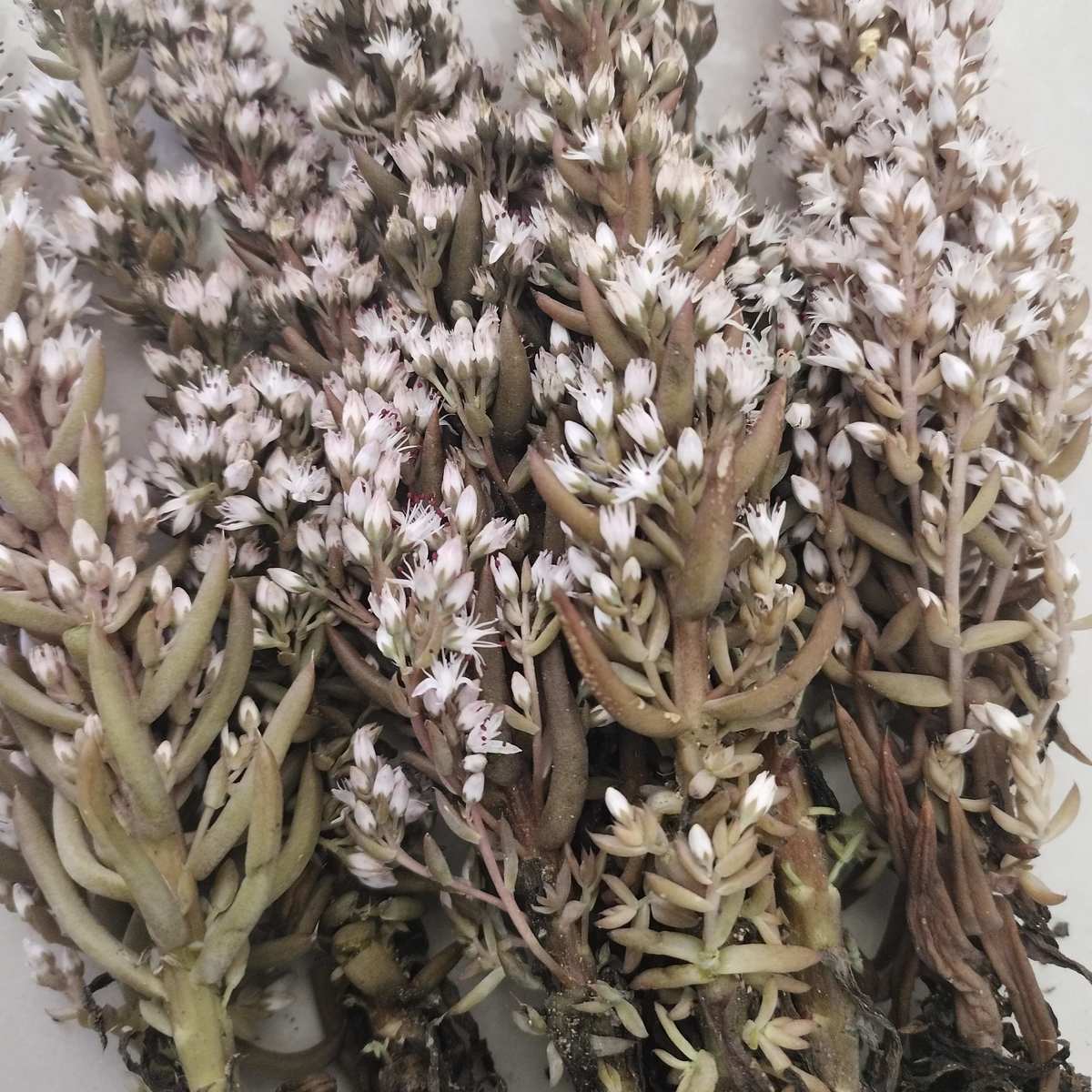 农家五十年老瓦房新鲜正宗瓦松中药材瓦松瓦花天王铁塔草.