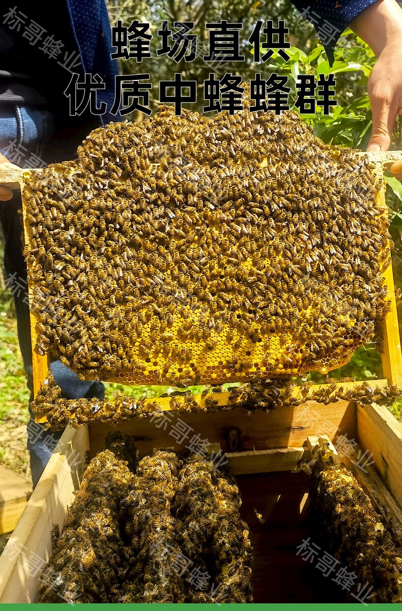 蜜蜂活群中蜂王種王廣西蜜蜂產卵王阿壩新開產王蜜蜂蜂群活體6500工蜂