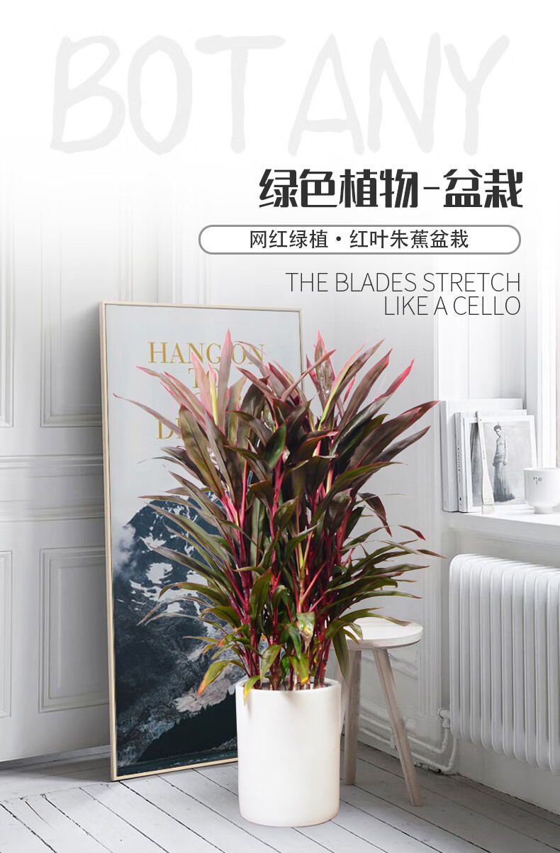 红叶朱蕉盆栽大型室内客厅卧室观叶水培红叶铁植物醛 高1.3-1.