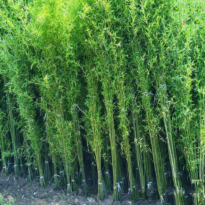 竹子苗 竹子苗竹苗篱笆围墙青竹紫竹罗汉竹盆栽大型观赏户外地栽z9