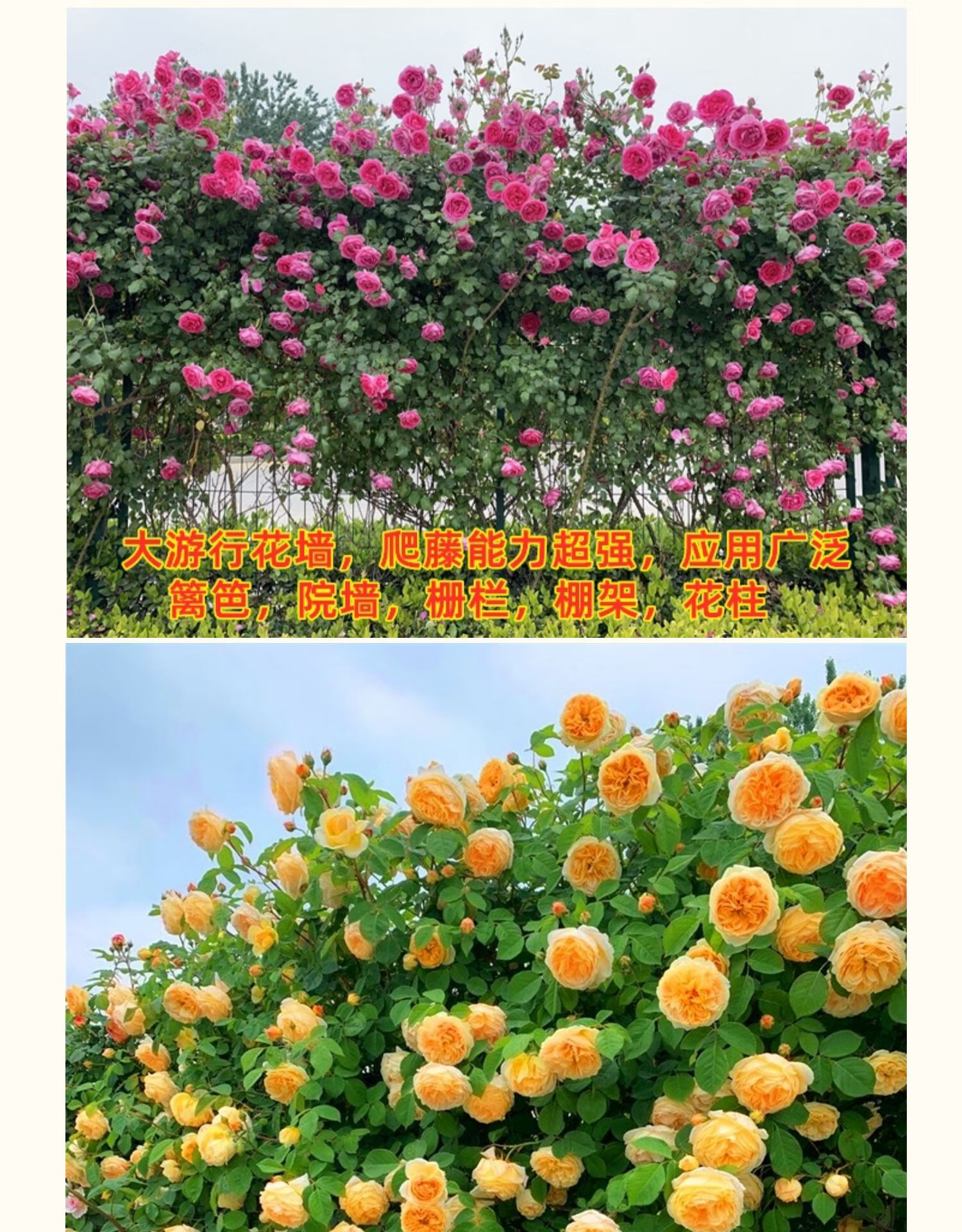 欧洲藤本爬藤月季龙沙宝石蔷薇花苗庭院花墙玫瑰阳台花卉盆栽四季 藤