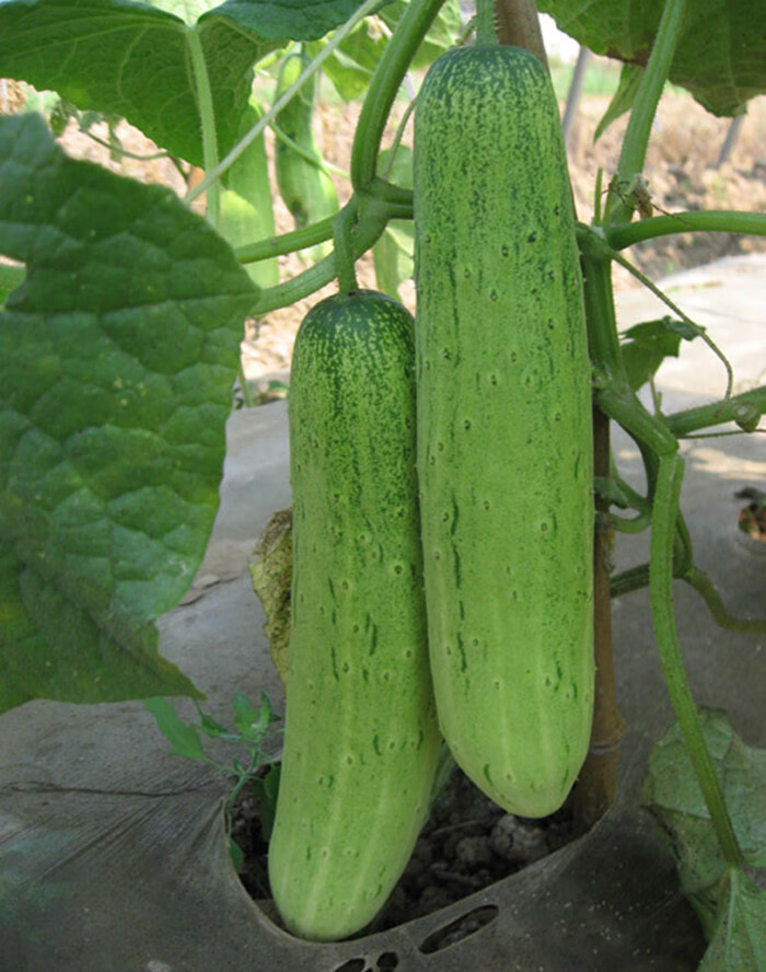 纳格兰唐山大秋瓜种子秋黄瓜四季播夏季耐高温东北旱黄瓜种籽蔬菜种子