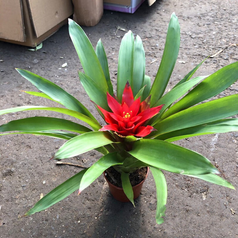 红运当头如水红星盆栽千喜黄星室内空气凤梨紫牡丹凤梨红运当头大盆盆