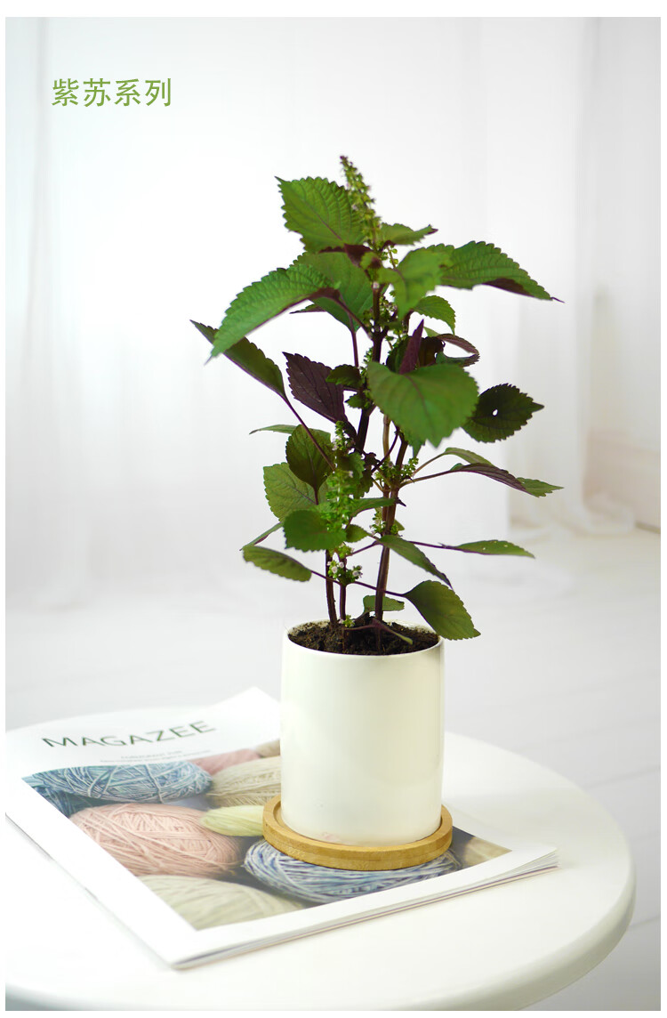 水培薄荷自吸水可食用西餐香料迷迭香罗勒紫苏盆栽阳台植物jy 原味