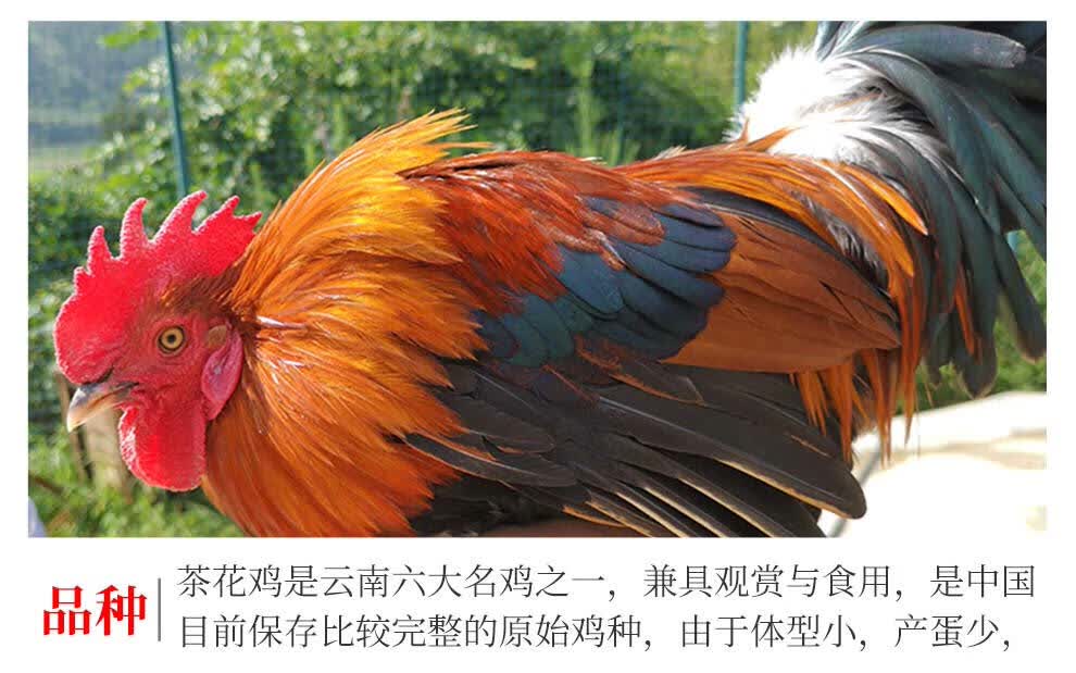 谷凡可发活的黄油鸡正宗云南茶花鸡走地鸡农家纯粮食喂养滋补土鸡净重