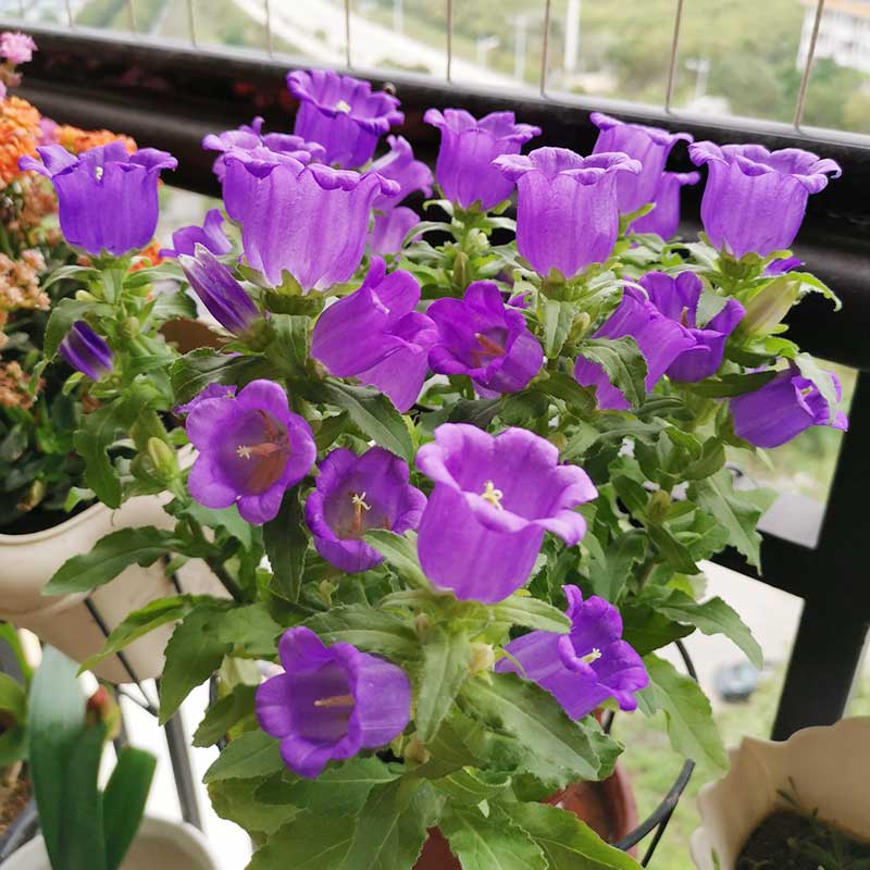 德骊嘉酒杯风铃花盆栽带花苞铃铛花风铃草植物花苗阳台窗台四季趣味
