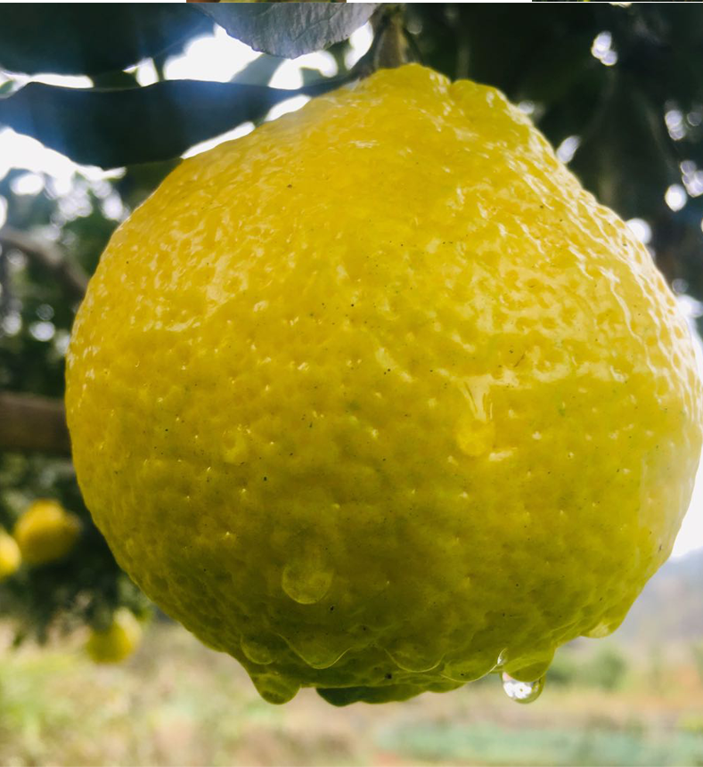 黄金贡柚湖南怀化超甜小柚子丑八怪孕妇水果当季手拨