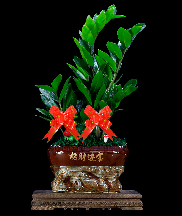 摇钱树乔迁开业送礼绿植发财树四季常青n 金钱树-财源广进b款-木座 送