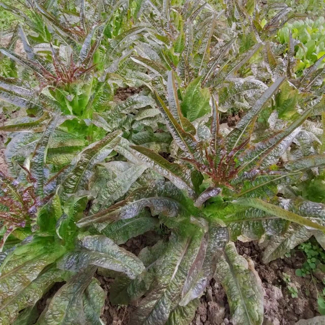 輕戀 貴州農家自種新鮮紫葉萵筍鮮嫩香萵苣萵菜青萵筍帶葉現摘現發