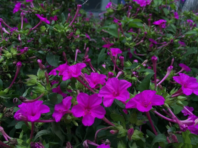 妞妞草花種子紫茉莉花卉種子胭脂花粉豆花狀元花花種籽易活易種茉莉花