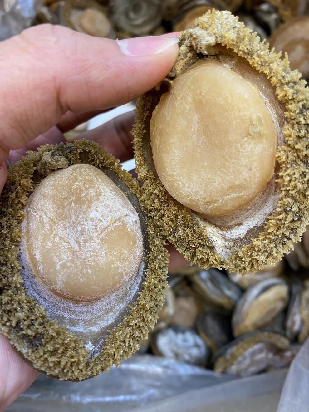 南非鲍鱼干野生干鲍鱼500克25头左右