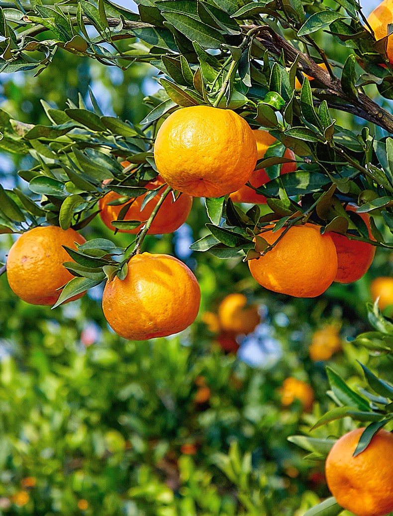 湖北特产 宜昌椪柑新鲜橘子孕妇水果薄皮蜜桔椪柑子桔子 4500g装