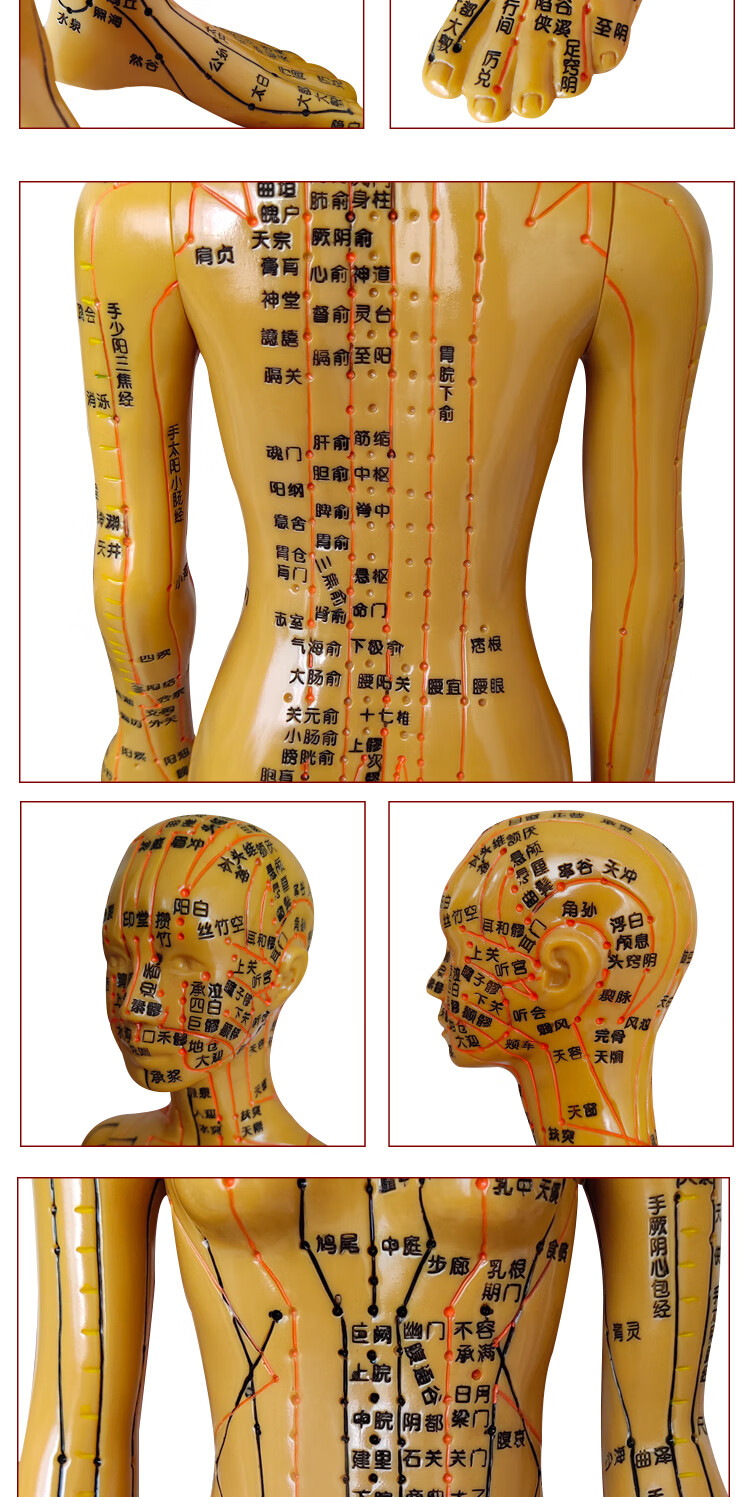 中醫針灸穴位圖人體模型教學男女全身十二經絡小皮人硅膠穴位模特 60
