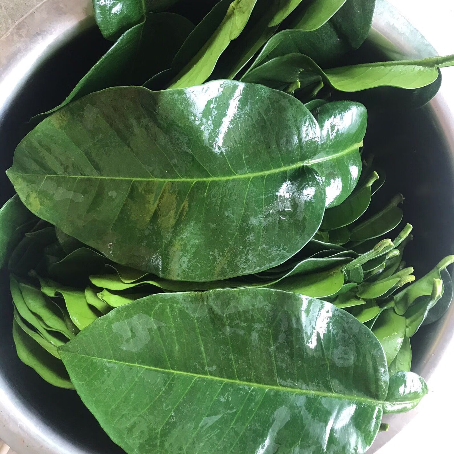 2022年新款新鲜柚子叶柚叶乔迁新居开运转运沐浴去晦气祈福三十年树