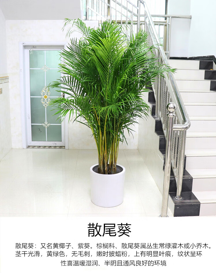 大型盆栽散尾葵盆栽植物凤尾竹大型绿植夏威夷竹子盆栽袖珍椰子富贵
