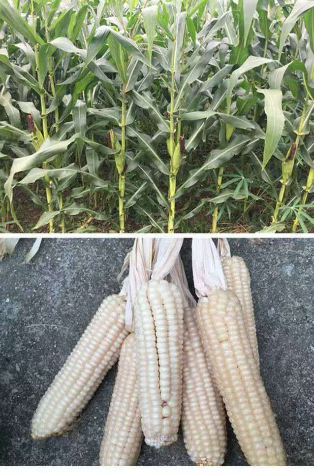 广西忻城珍珠白糯玉米粒玉米头玉米渣玉米碎碴子糁煲粥杂粮2斤中颗粒