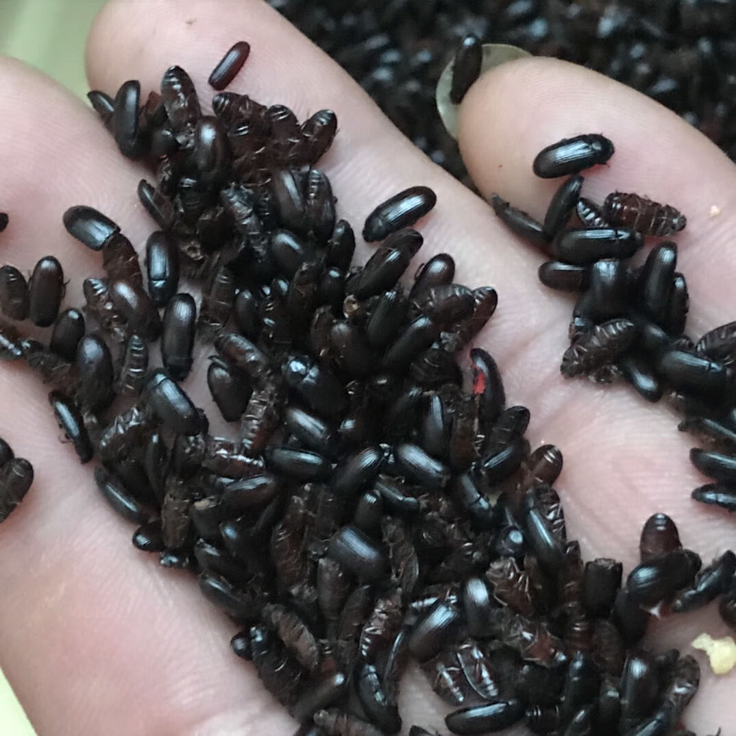 九龙虫洋虫烘干自己家养药材喂养烘干九龙虫 优质品 烘干九龙虫520只