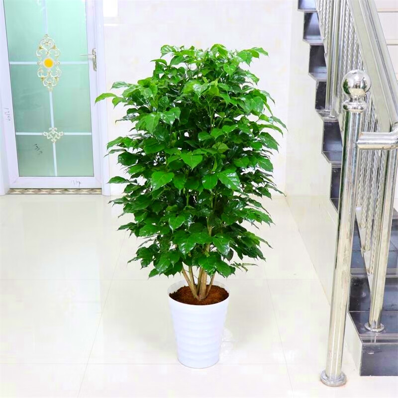 绿宝盆栽幸福树室内客厅大型绿植花卉幸福树6070厘米高绿宝含盆