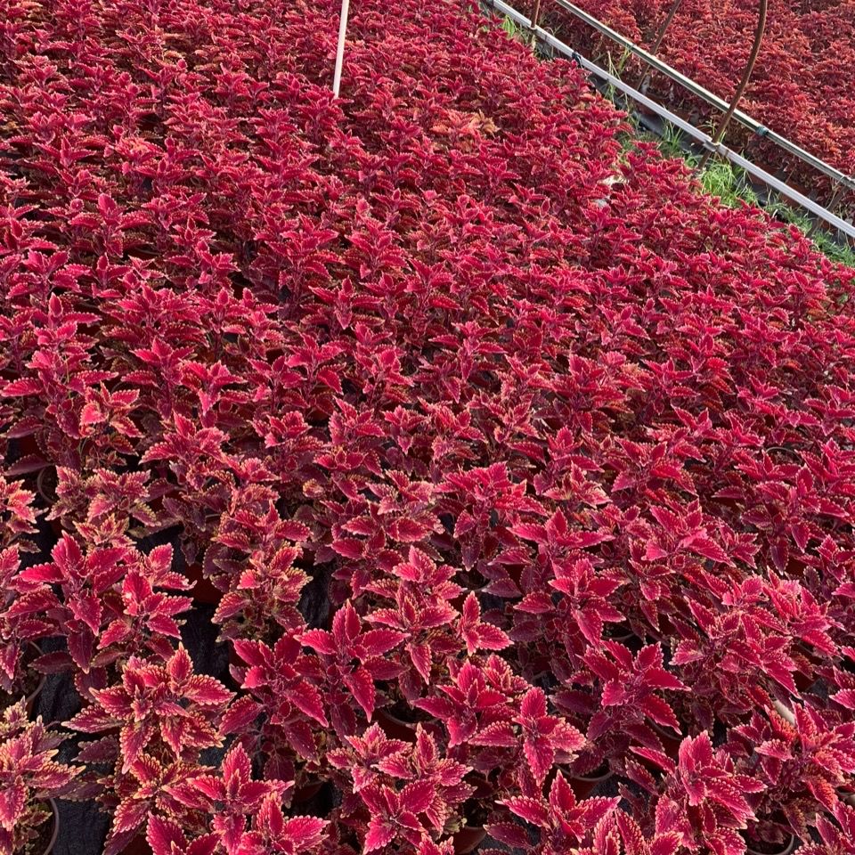 络咚棠轻奢彩叶草盆栽花卉五彩苏观叶植物室内阳台庭院四季常红开花好