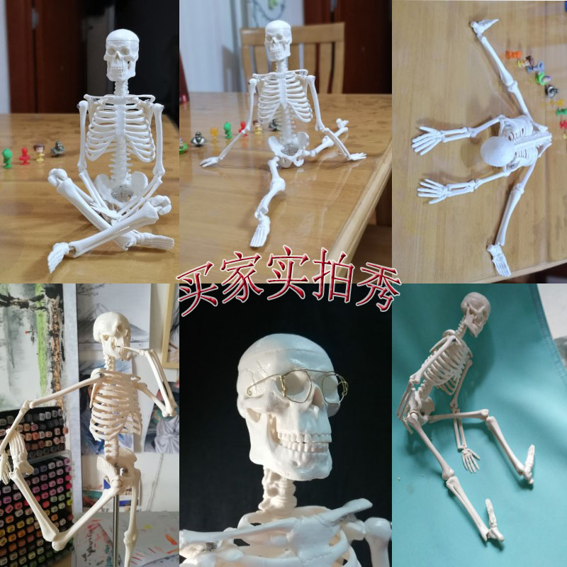 模型人体骨骼模型45 85 170cm医学美术瑜伽小白骷髅教学全身脊椎骨架