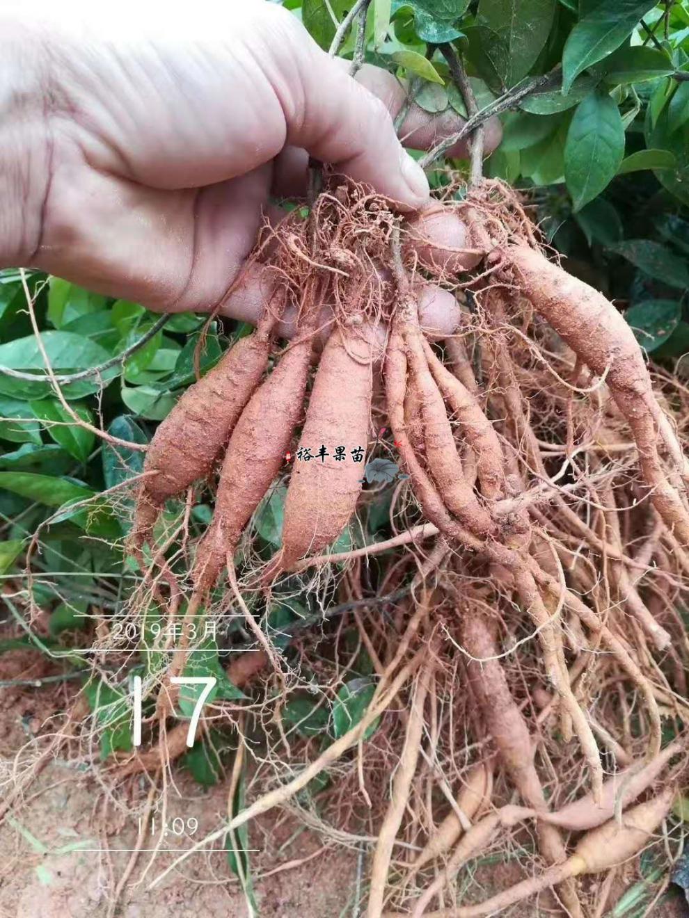 廣西牛大力種子種苗大中葉細葉牛大力薯苗高產南方種植成活率高 小葉