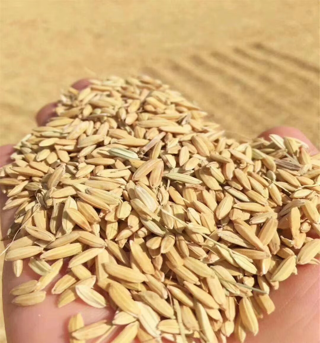 美香粘20年新米30斤煲仔饭炒饭专用米农家晚稻长粒香米【图片 价格