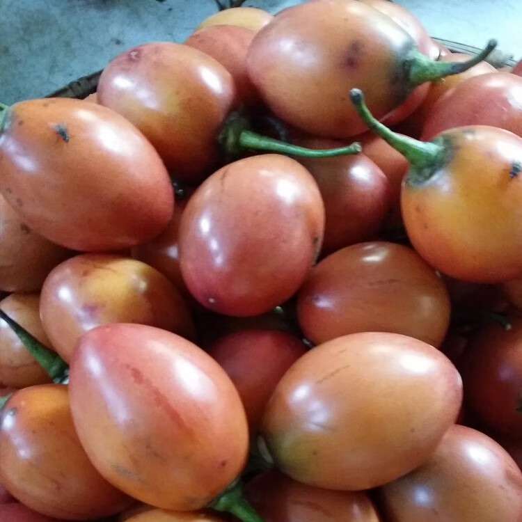 云南德宏傣族新鲜洋番茄大树番茄 傣味蘸水洋酸茄烧烤沾水500g 2公斤