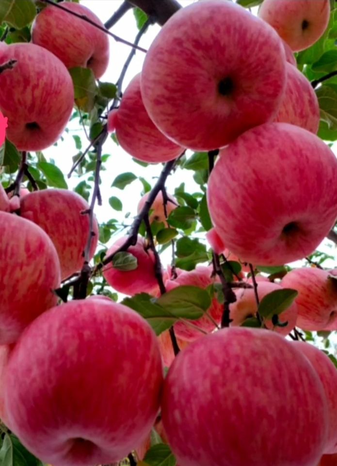 烟台富士全红苹果一级果二十斤普通箱装栖霞果园发货直销85果20斤装箱